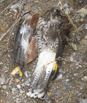 hawk